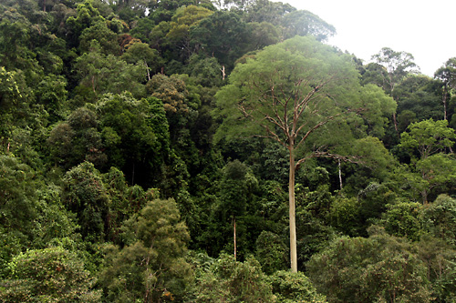 Primaerwald im Betung Kerihun Nationalpark