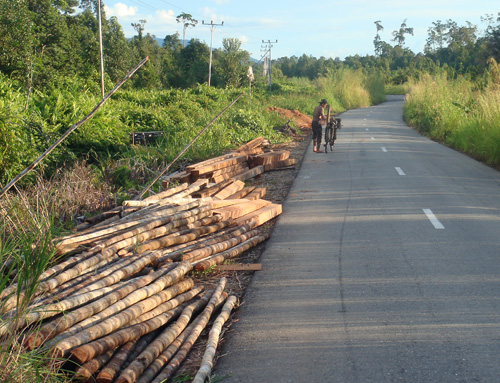 Illegal geschlagenes Holz bei Putussibau